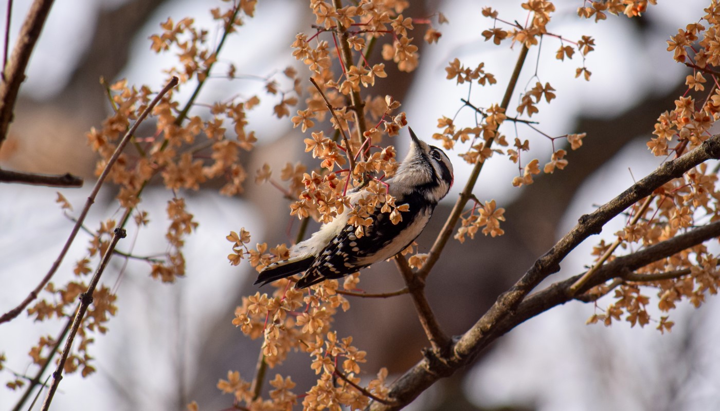 A downy woodpecker perching on a tree branch.