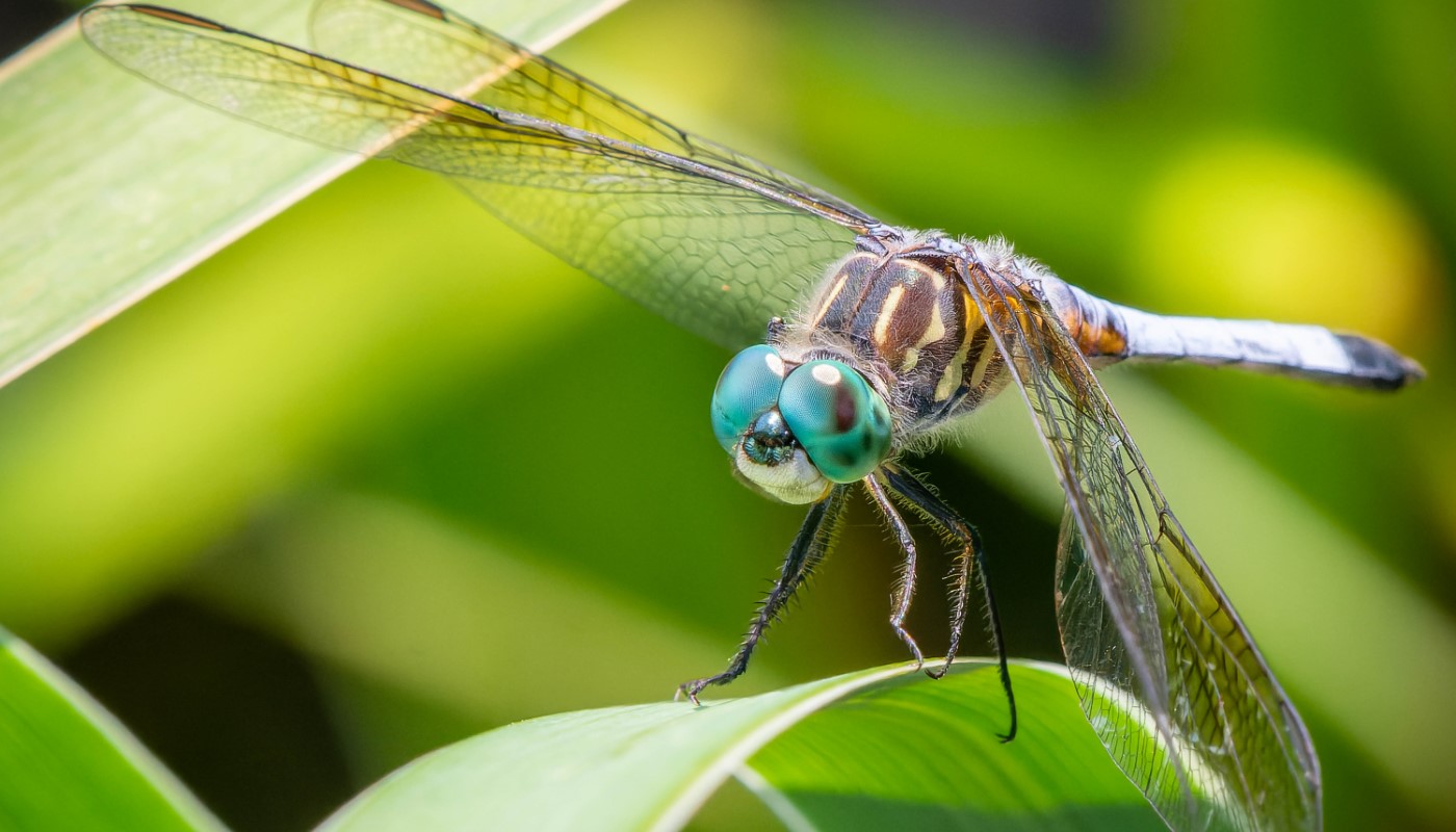 A blue dasher dragonfly perching on a leaf.