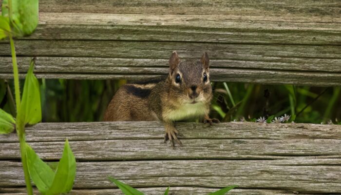 A chipmunk perching on a wooden fence.