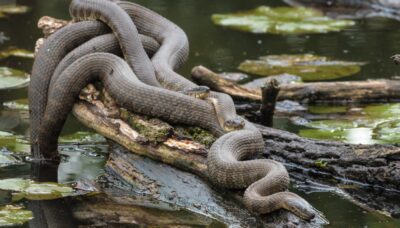 A northern watersnake perching on a log in the water.