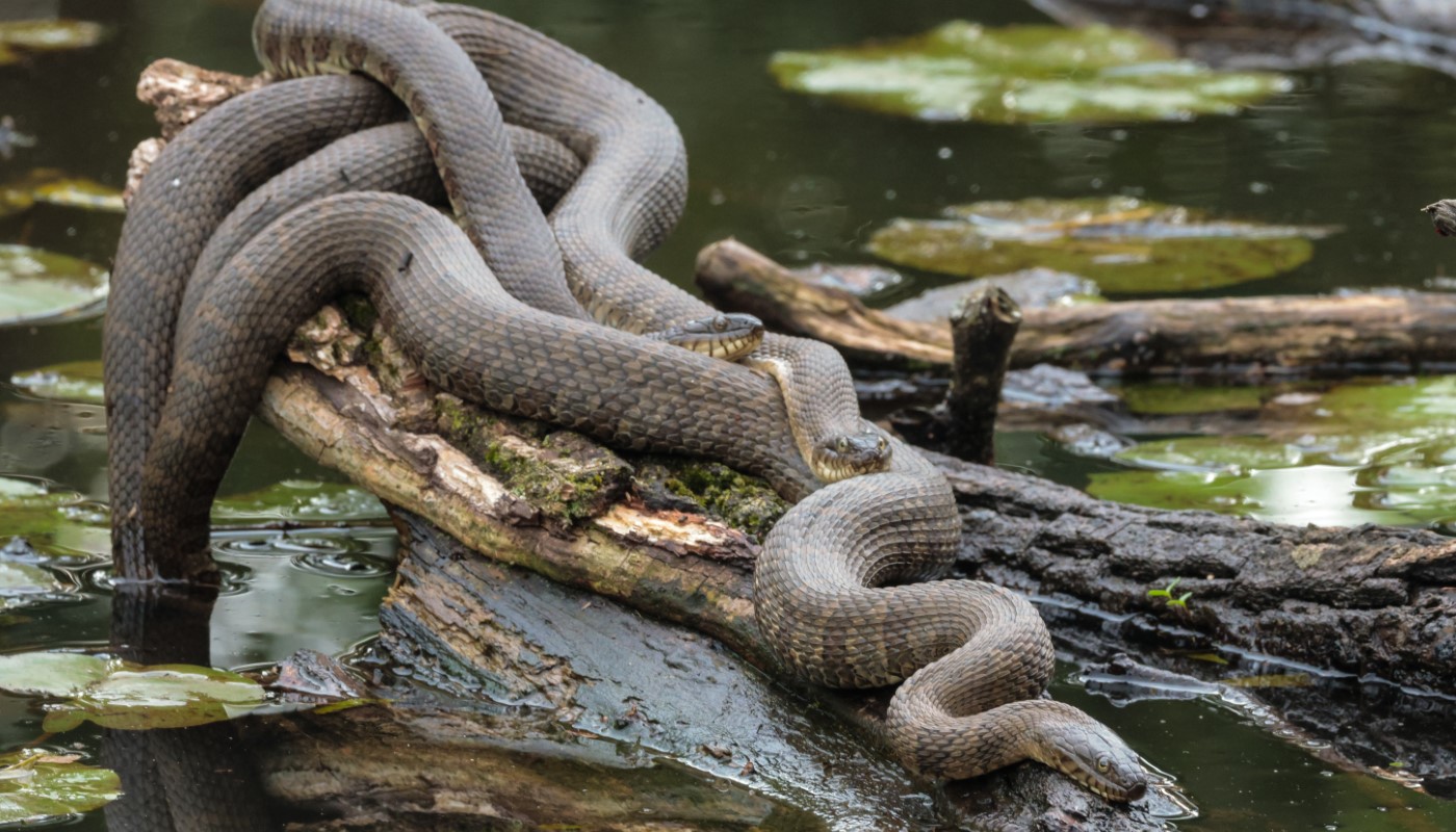 A northern watersnake perching on a log in the water.