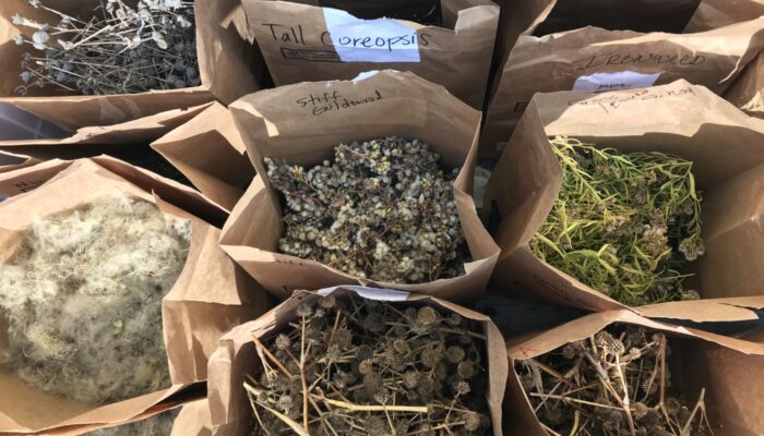 Seed collecting bags showcasing various different seed types.