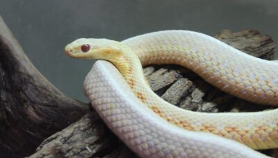 An albino garter snake slithering along a log.
