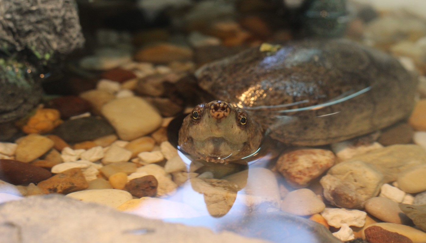 A musk turtle in the water.