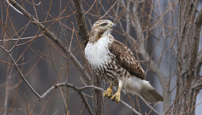 A red-tailed hawk perching on a branch.