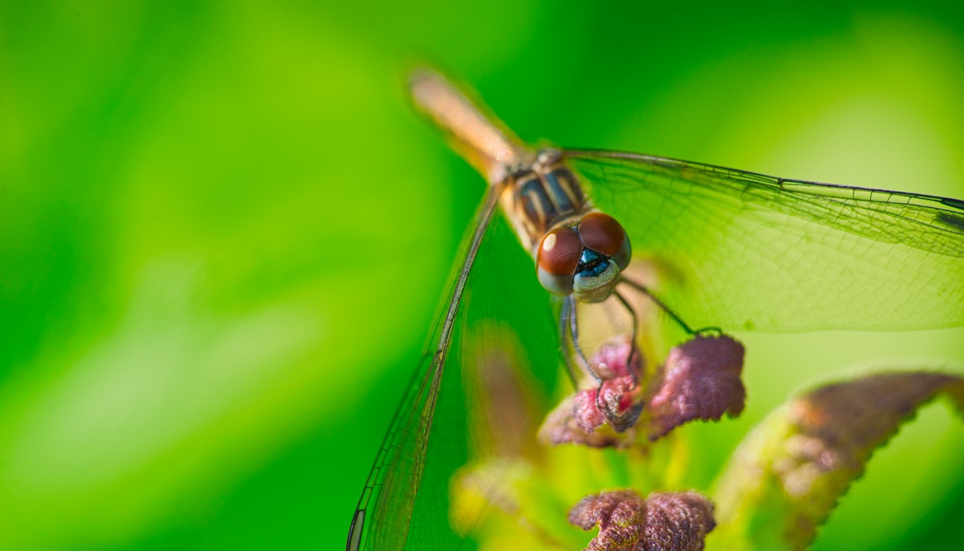 Odonata