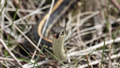 A snake in the grass.