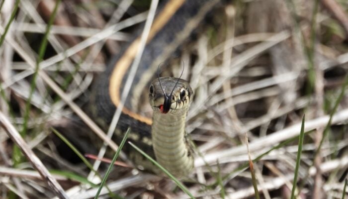 A snake in the grass.