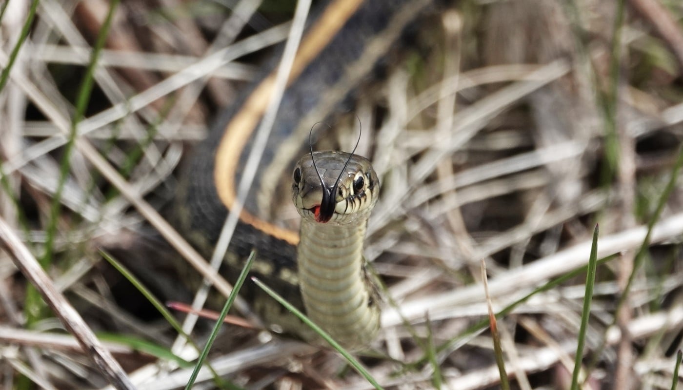 A snake in the grass.