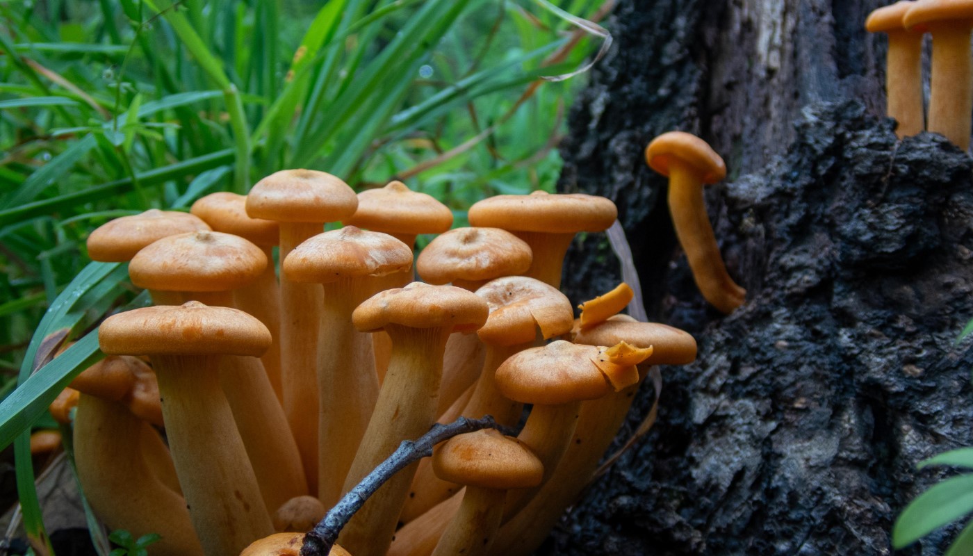 Summer Fungi