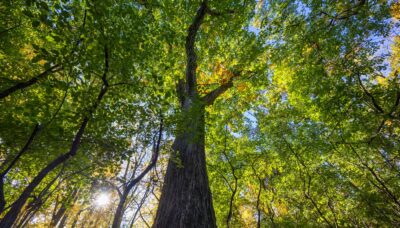 A forested landscape.