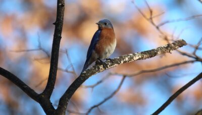 A bird in a tree.
