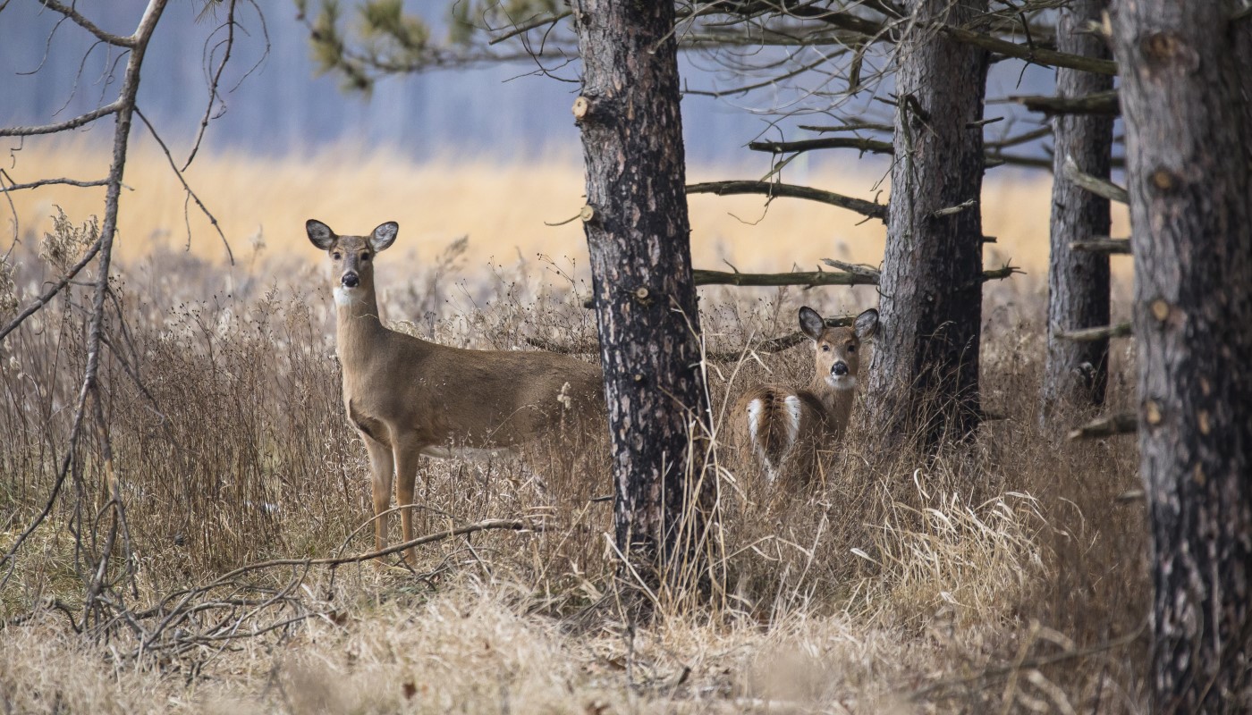 Two deer in a forest.