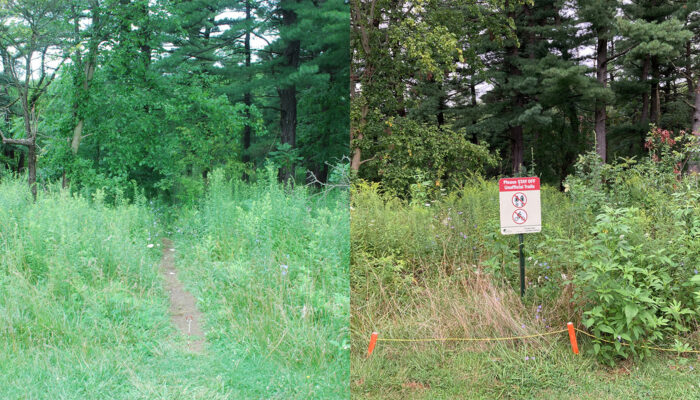 A before and after image of a trailhead showing plant life returning after the closing of the trail.