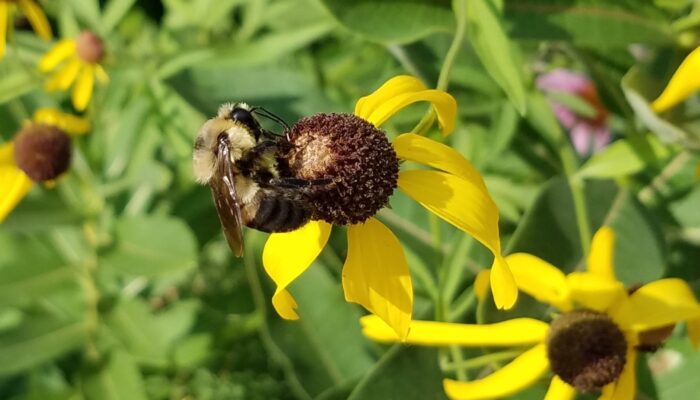 A close-up shot of a bee perched on top of a flower.