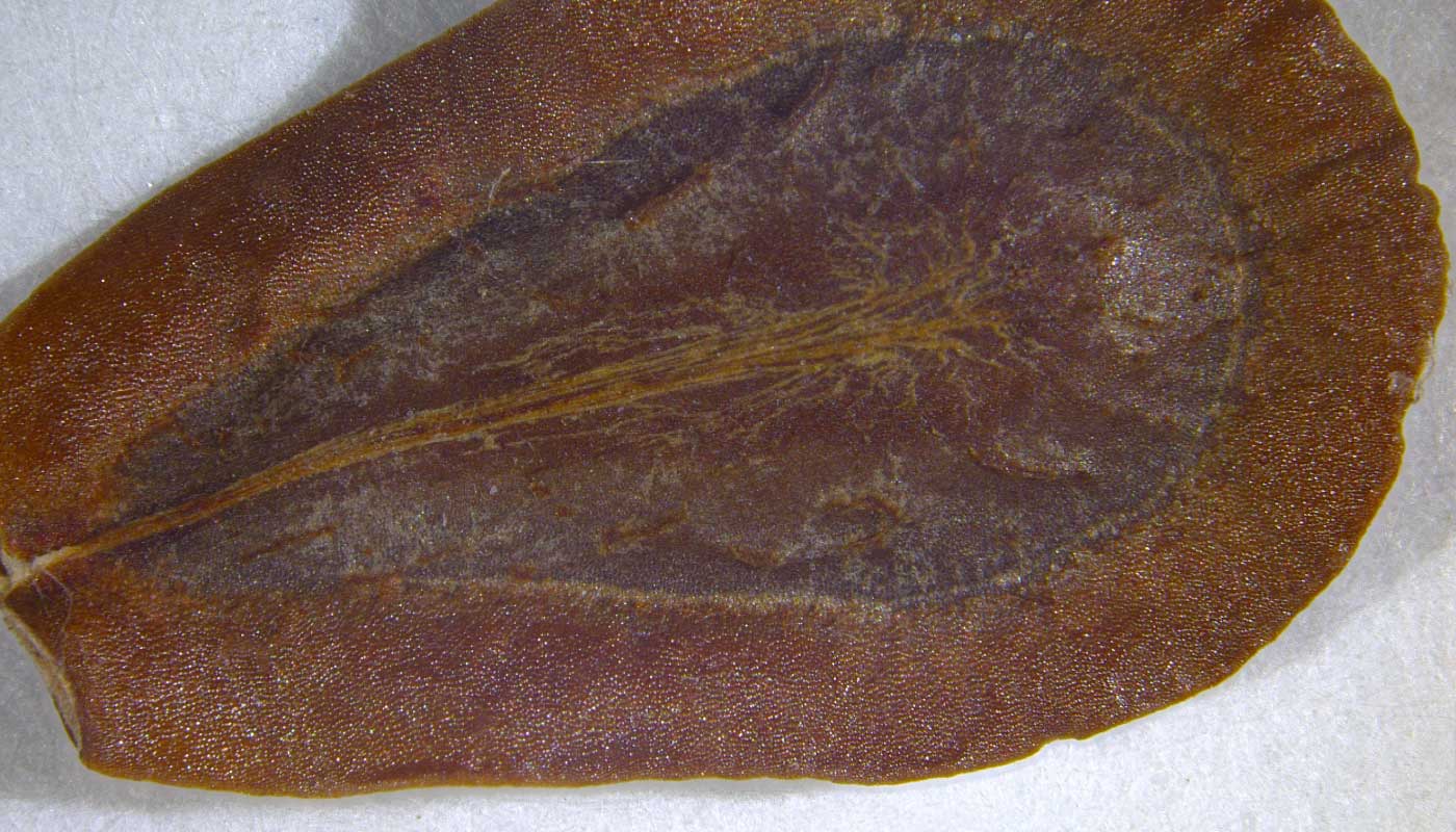 A close-up shot of a seed.