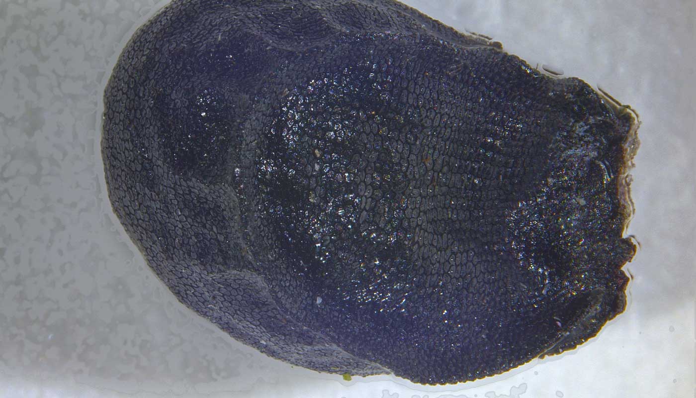 A close-up shot of a seed.