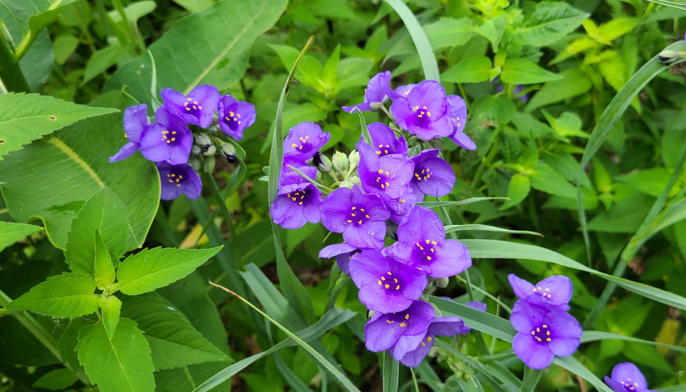Red, White, & Blue Nature Walk