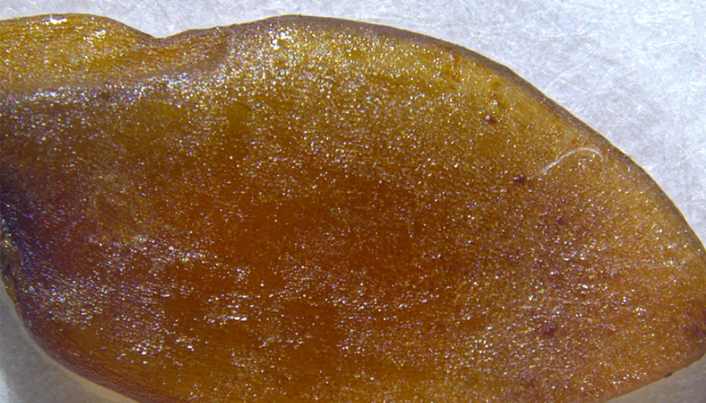 A close-up shot of a seed.