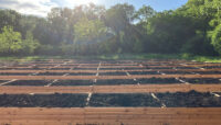 raised seed beds filled with soil