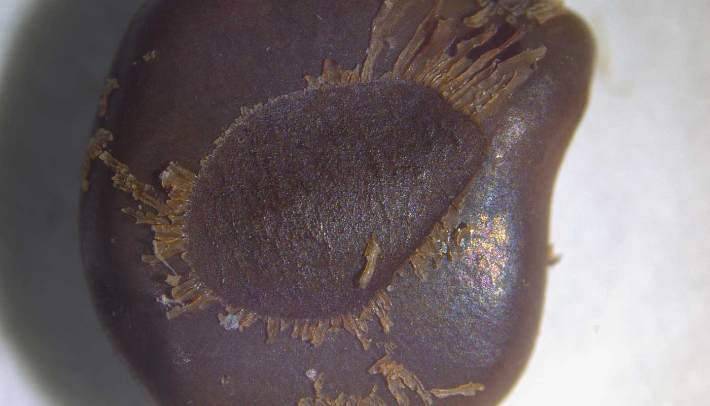 A close-up shot of a seed.