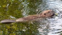 north american beaver swimming in the water