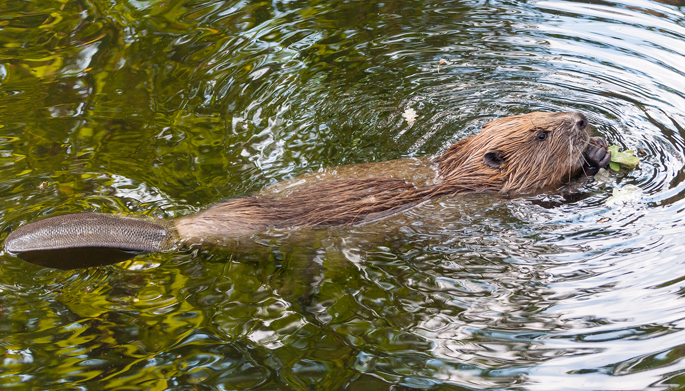 north american beaver swimming in the water