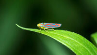 red banded leafhopper on a leaf