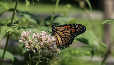 A monarch butterfly.