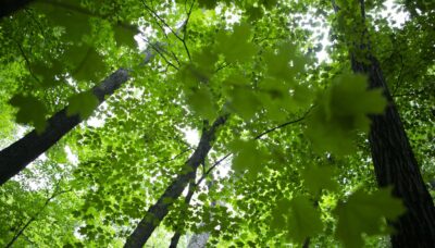 A tree showcasing bright green colors.