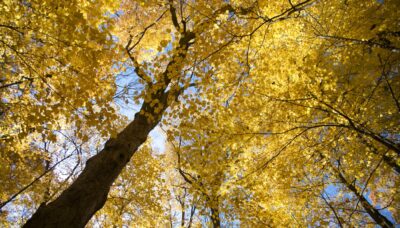 A tree showcasing fall colors.