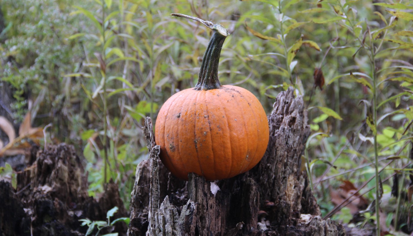 A pumpkin in the forest.