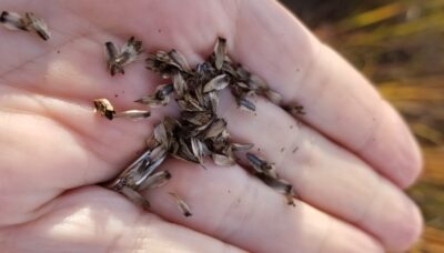 A close-up of seeds in the palm of a person's hand.