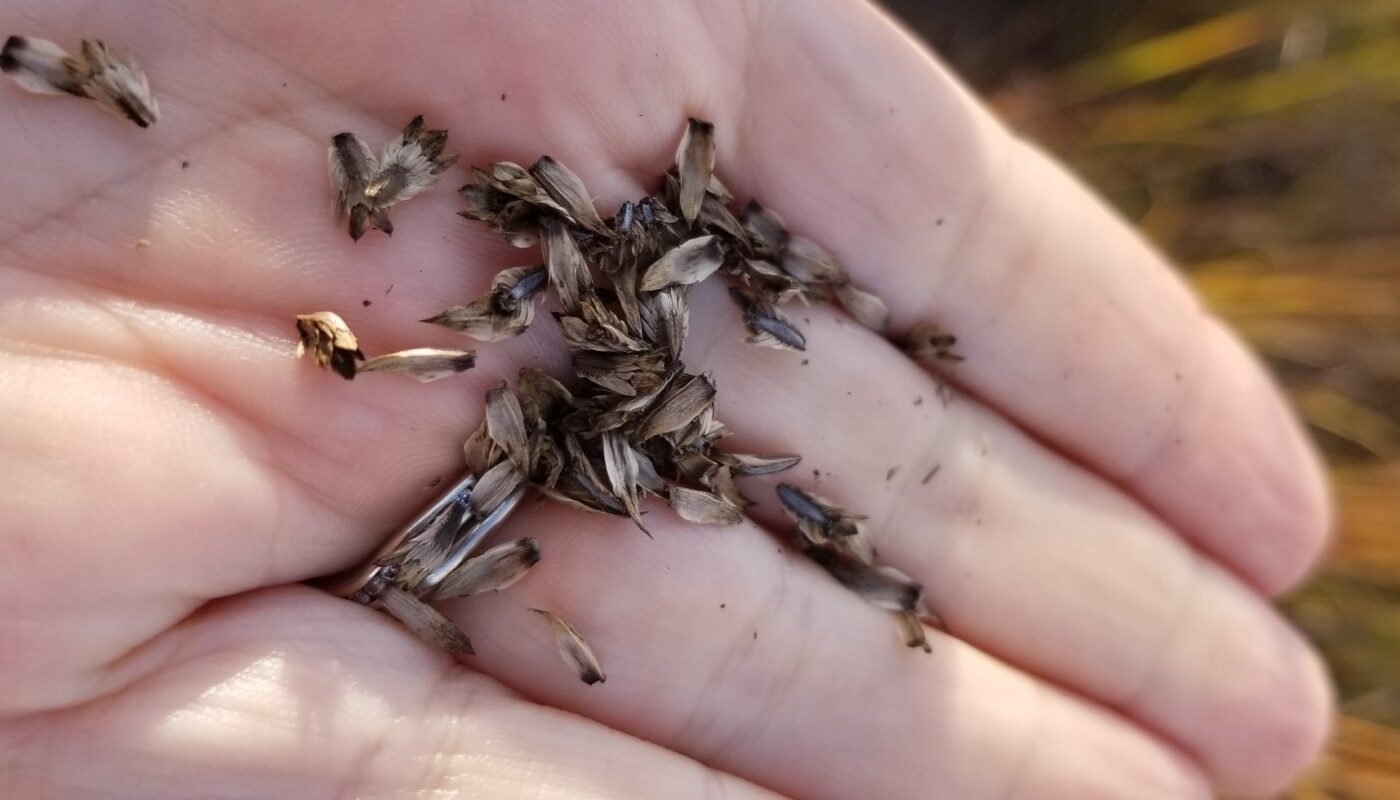 A close-up of seeds in the palm of a person's hand.