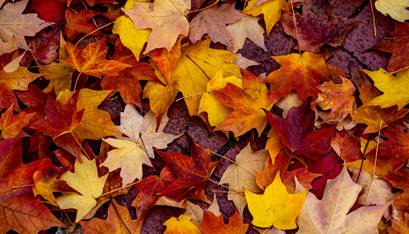 a pile of leaves