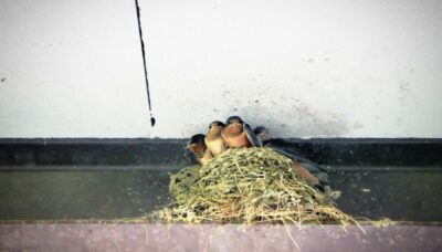 Barn swallows nesting at a picnic pavilion.