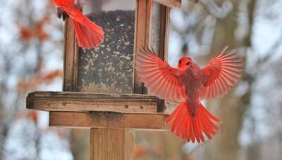 Two red birds flying near a bird feeder.