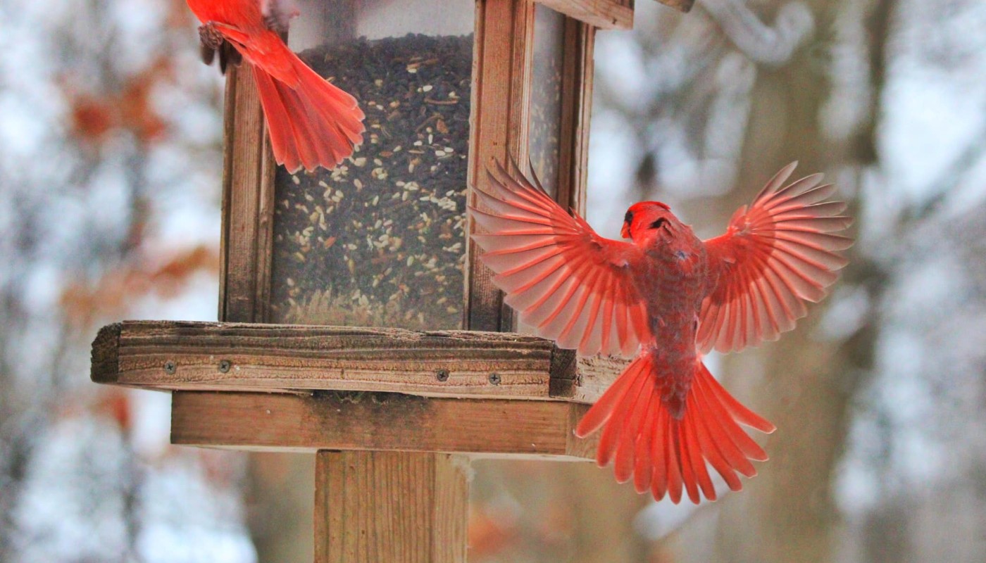 Two red birds flying near a bird feeder.