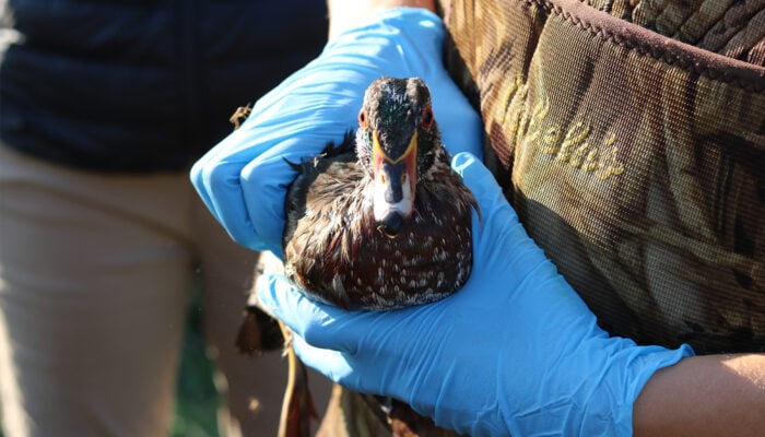 a person wearing gloves holding a wood duck