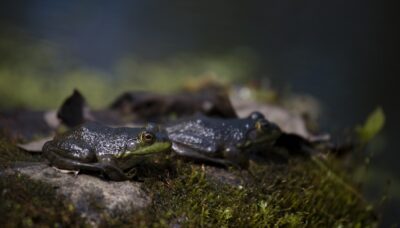 A couple of frogs perching on a log at night.
