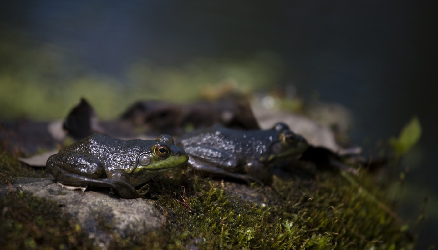 A couple of frogs perching on a log at night.