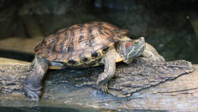 A red-eared slider on a log.