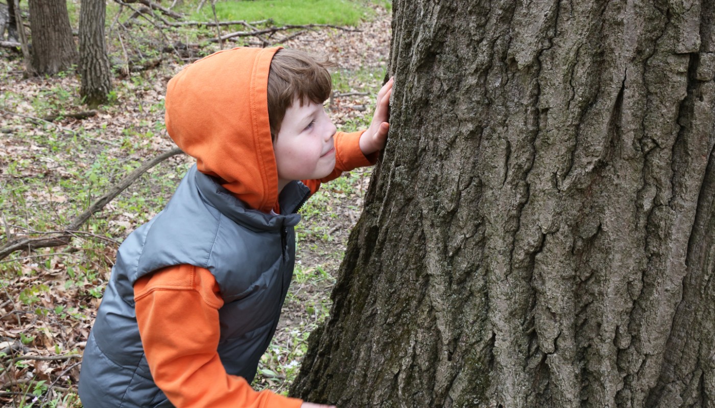 A child next to a large tree in a forest.