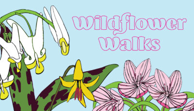 Wildflower Walk event series graphic
