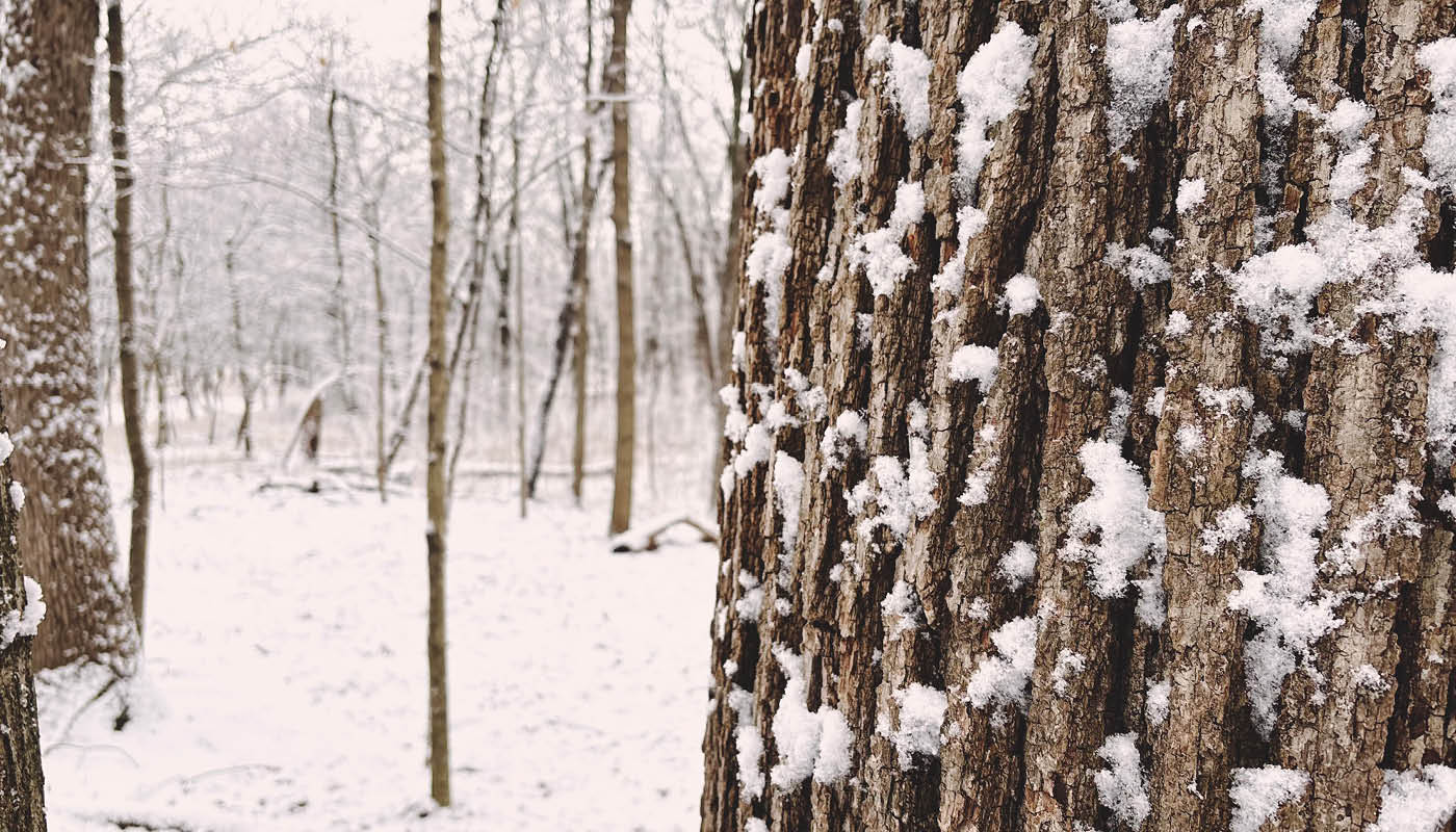 a close up of a tree covered in snow with other trees in the background