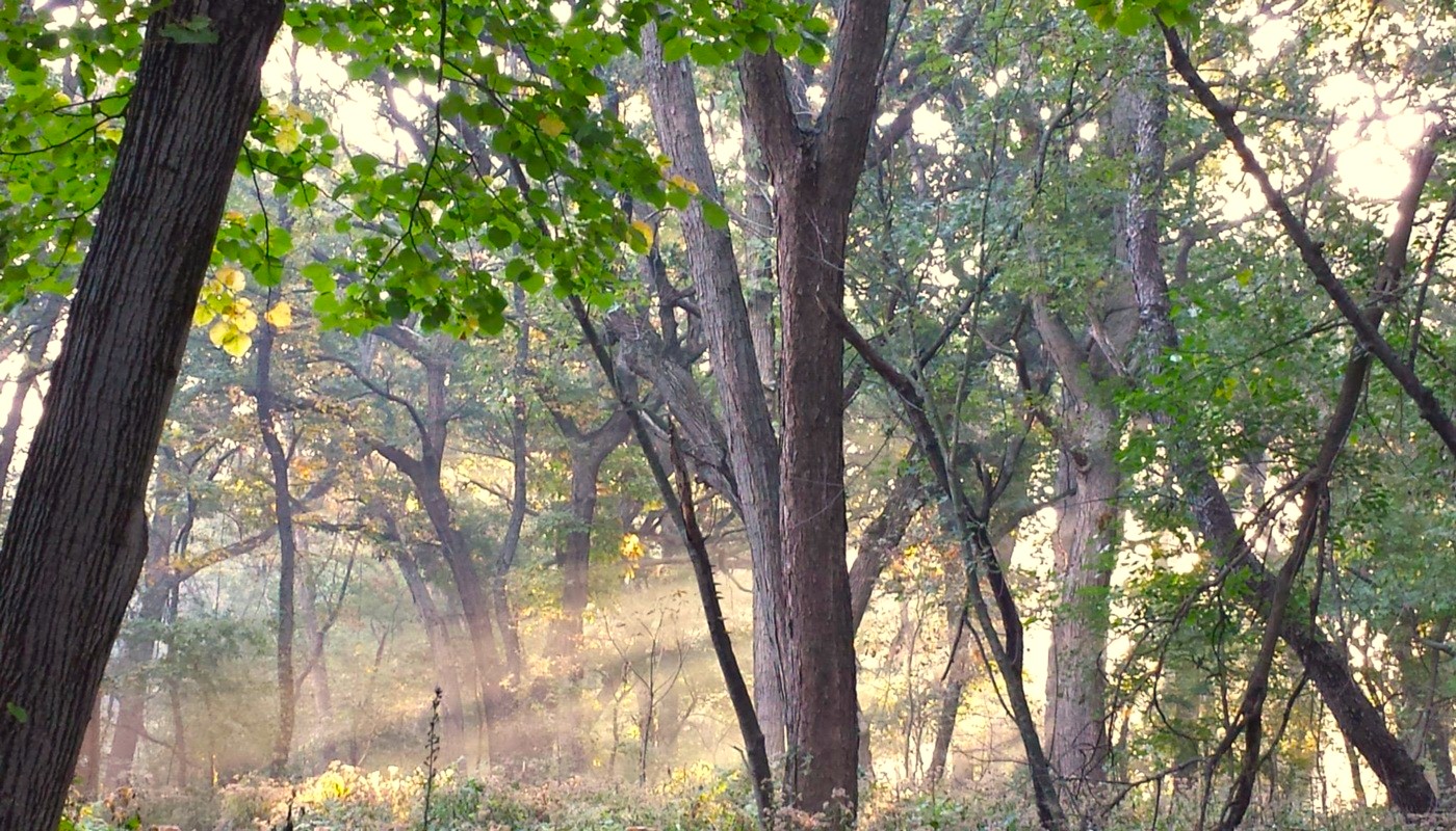 Sunlight shining through a forested landscape.
