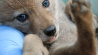 a close-up of a coyote puppy