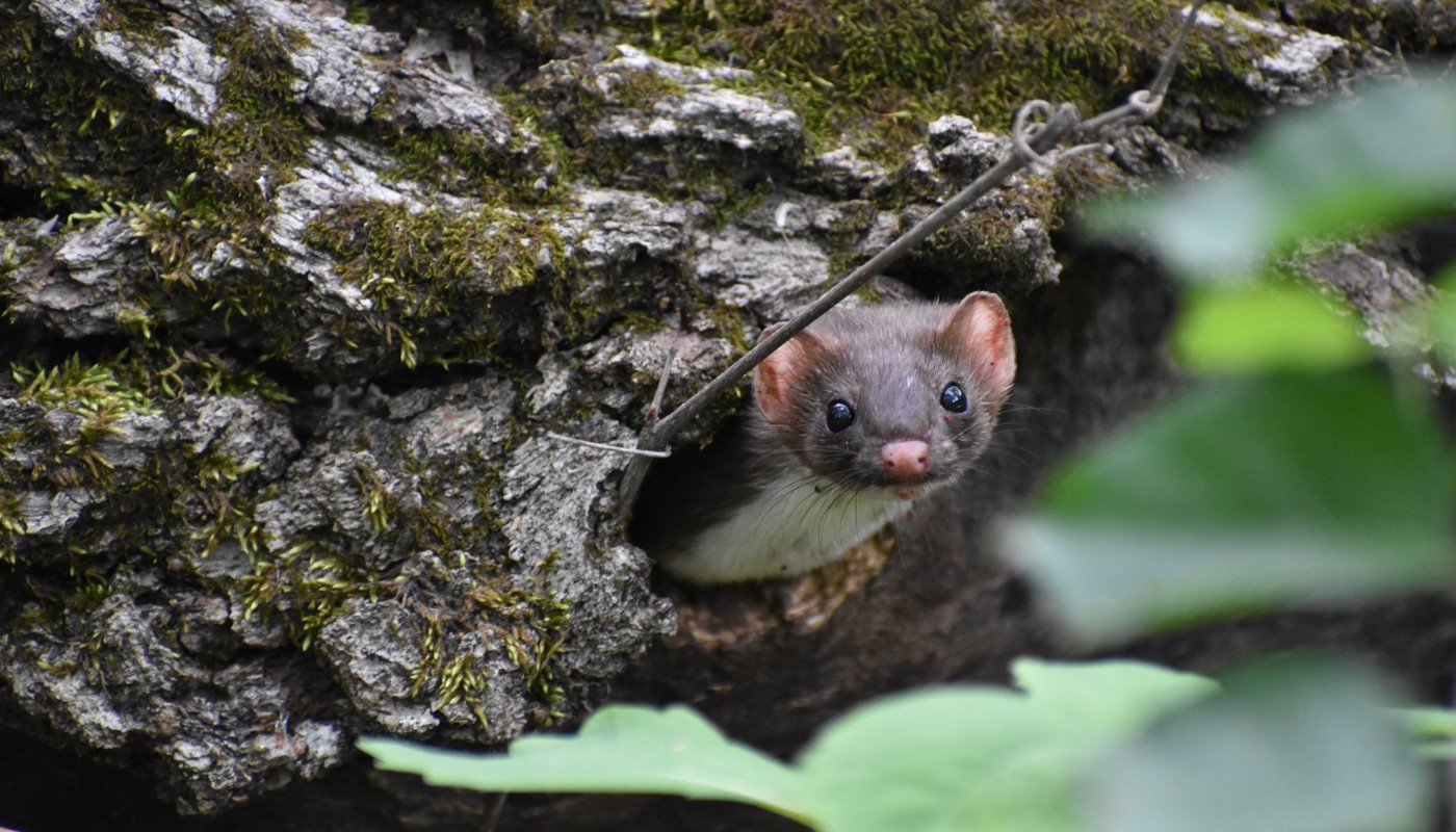 A small weasel peeking out of a tree.