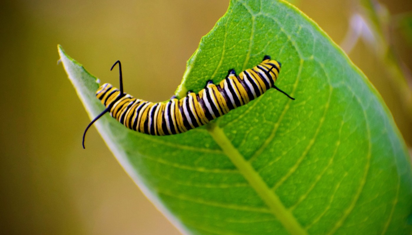 A caterpillar on a leaf.