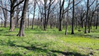 bare trees with lush green covering the forest floor